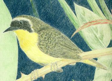 Common Yellowthroat bird nestled in bramble thicket drawn in colored pencils.