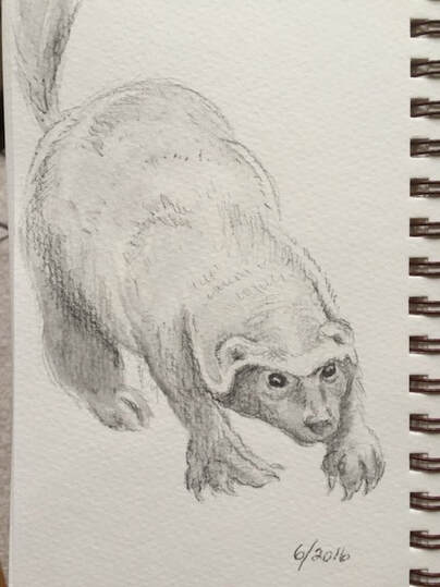 badger drawing