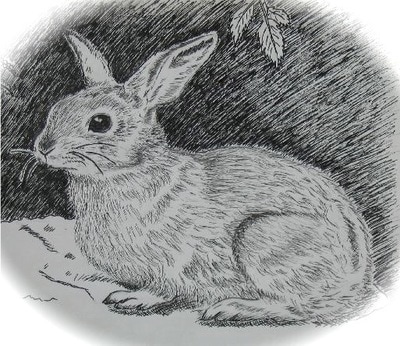 Pen and ink drawing of a rabbit hidden in undergrowth. 